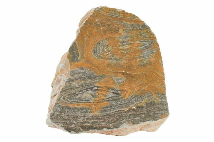 Polished Mesoproterozoic Stromatolite (Conophyton) - Australia #239953